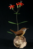 Carolina Wren