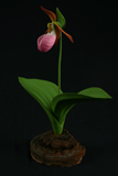 Pink Lady's Slipper