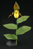 Yellow Lady's Slipper