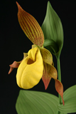 Yellow Lady's Slipper close up