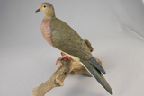 dove