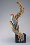 redbellied woodpecker