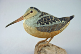 woodcock